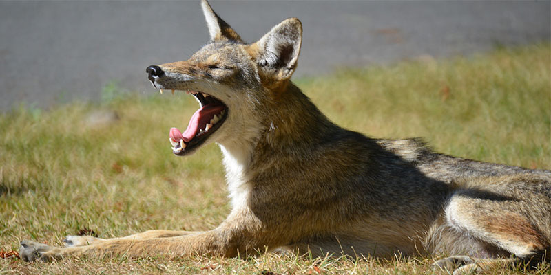 "Coyote in Stanley Park at Maximum Yawn" flickr photo by Sherwood411 https://flickr.com/photos/sherwood411/14779077192 shared under a Creative Commons (BY-NC) license