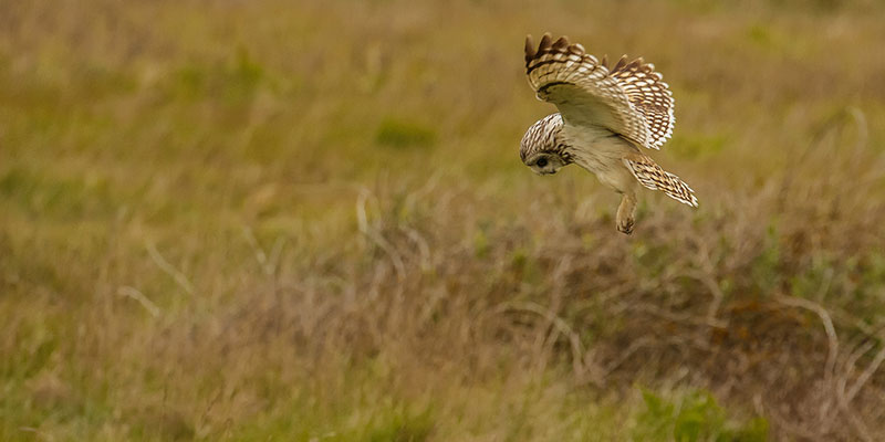 "Short Eared Owl hunting" flickr photo by ejwwest https://flickr.com/photos/ejwwest/33516208913 shared under a Creative Commons (BY-NC-ND) license