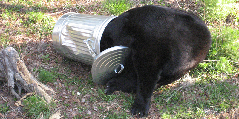 "Bear in Trash Can" flickr photo by MyFWCmedia https://flickr.com/photos/myfwcmedia/6950628776 shared under a Creative Commons (BY-ND) license
