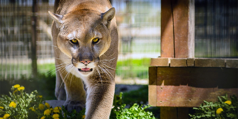"Cougar" flickr photo by Bob Haarmans https://flickr.com/photos/rhaarmans/9241874605 shared under a Creative Commons (BY) license