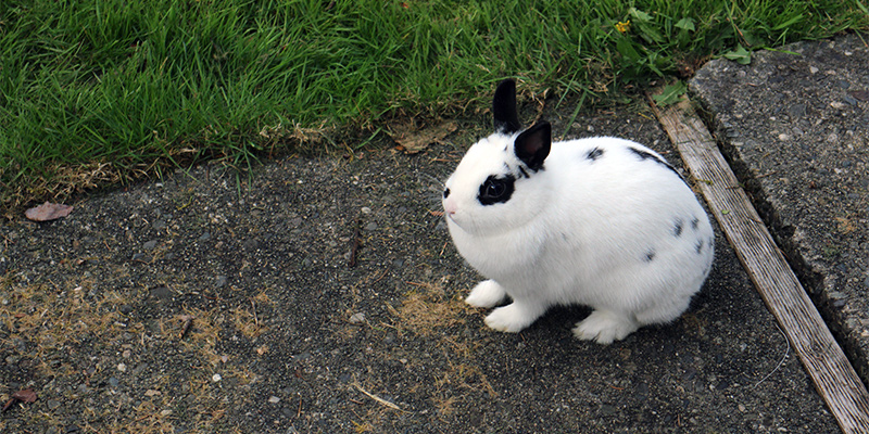 Domesticated Rabbit